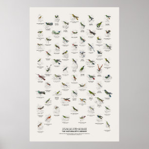 Poster Beija-flores - Biblioteca do Naturalista