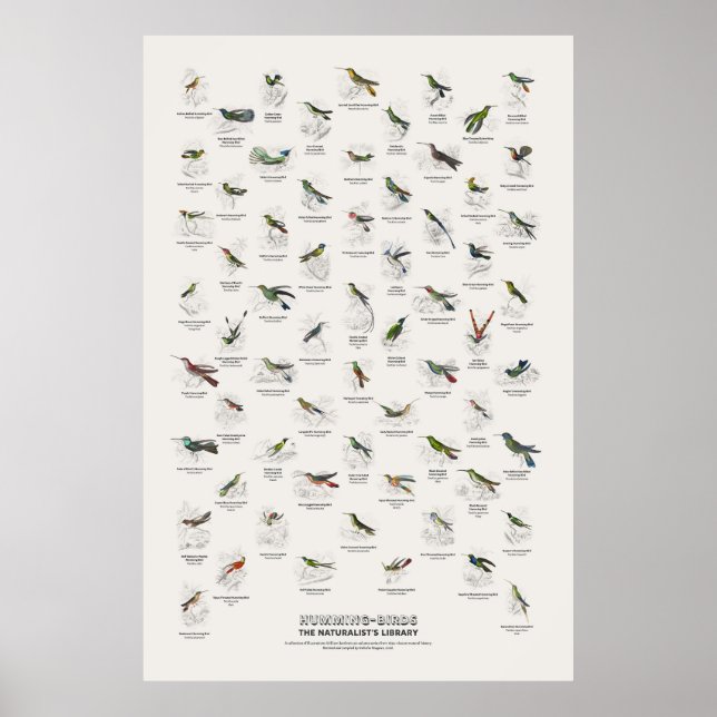 Poster Beija-flores - Biblioteca do Naturalista (Frente)
