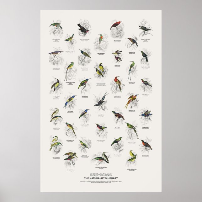 Poster Beija-flores - Biblioteca do Naturalista (Frente)