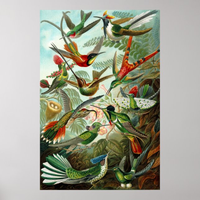Pôster Beija-flores de Ernst Haeckel (Frente)