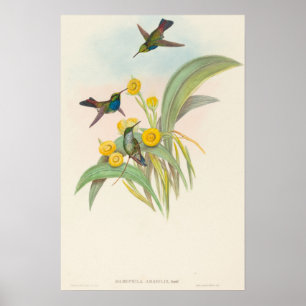 Poster Beija-flores de peito azul por John Gould