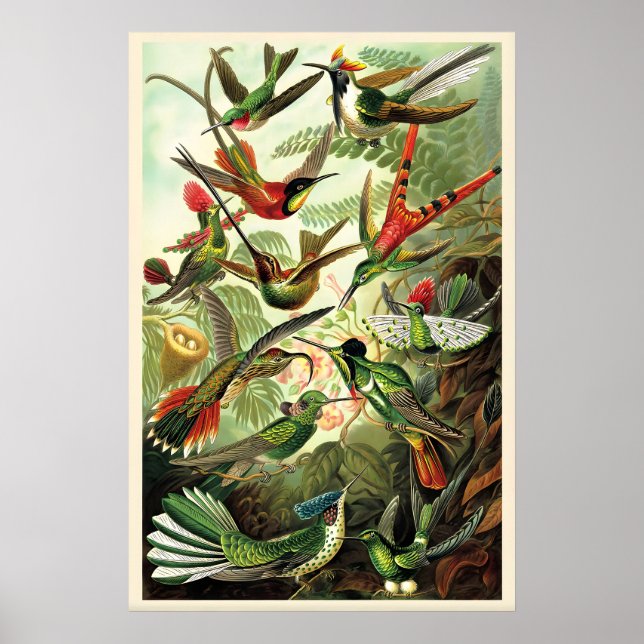 Poster Beija-flores Ernst Haeckel Ilustração Vintage (Frente)