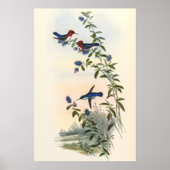 Poster Beija-flores por John Gould (Frente)