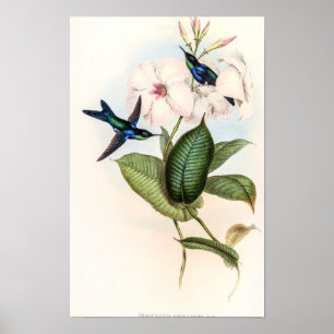 Poster Beija-flores por John Gould