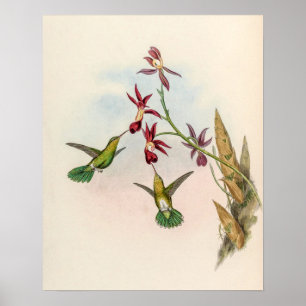 Poster Beija-flores Vintage por John Gould