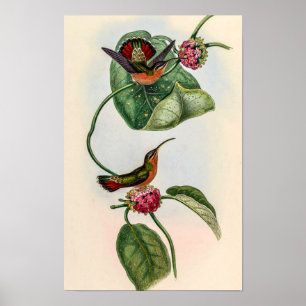 Poster Beija-flores Vintage por John Gould