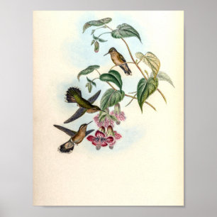Poster Beija-flores Vintage por John Gould