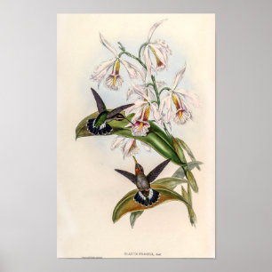 Poster Beija-flores Vintage por John Gould