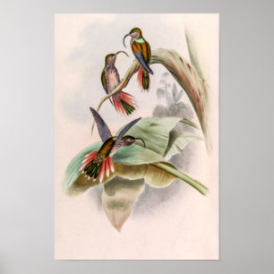 Poster Beija-flores Vintage por John Gould