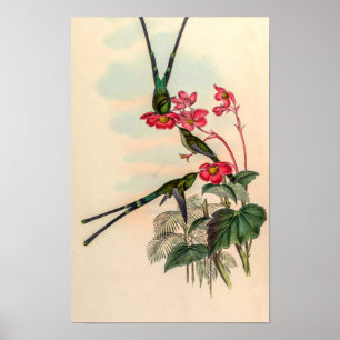 Poster Beija-flores Vintage por John Gould