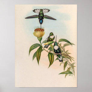 Poster Beija-flores Vintage por John Gould