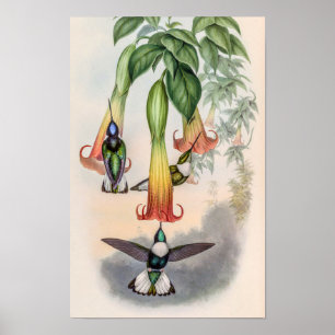 Poster Beija-flores Vintage por John Gould