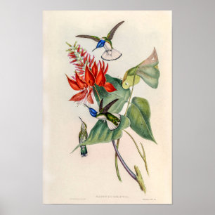Poster Beija-flores Vintage por John Gould