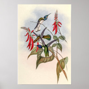 Poster Beija-flores Vintage por John Gould