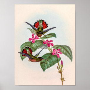 Poster Beija-flores Vintage por John Gould