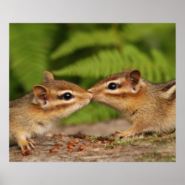 Pôster Beijar Bebês Chipmunks (Frente)