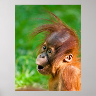 Poster Beijo de macaco orangotango, um bebê engraçado,