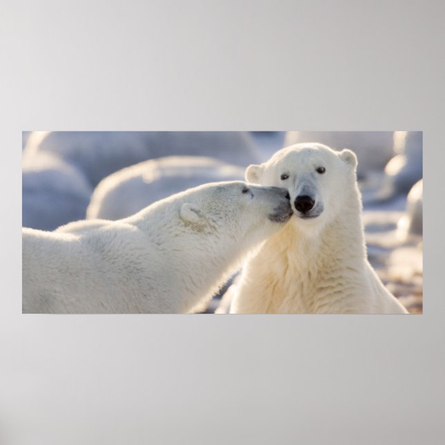 Poster Beijo de Urso Polar (Frente)