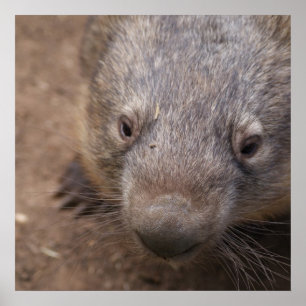 Pôster Beijo de Wombat