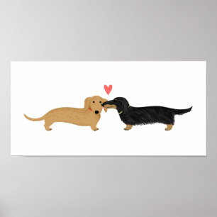 Pôster Beijo do Dachshund com coração