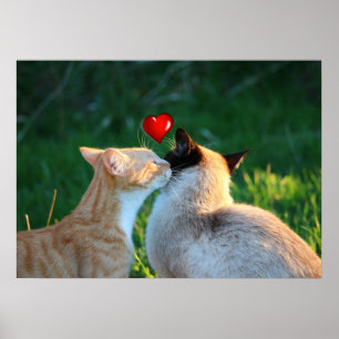 Pôster beijo do gatinho