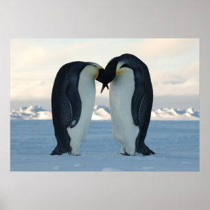 Poster Beijo dos pinguins de imperador