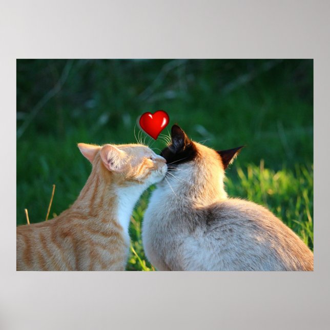 Pôster beijo gatinho (Frente)