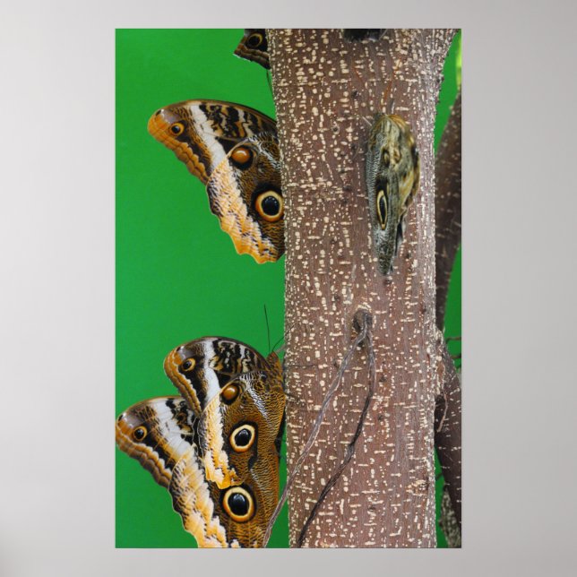 Poster Beijos de Borboleta (Frente)