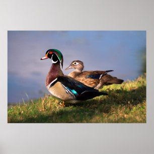 Poster Beira do lago, pato de madeira