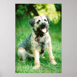 Pôster Beira Terrier