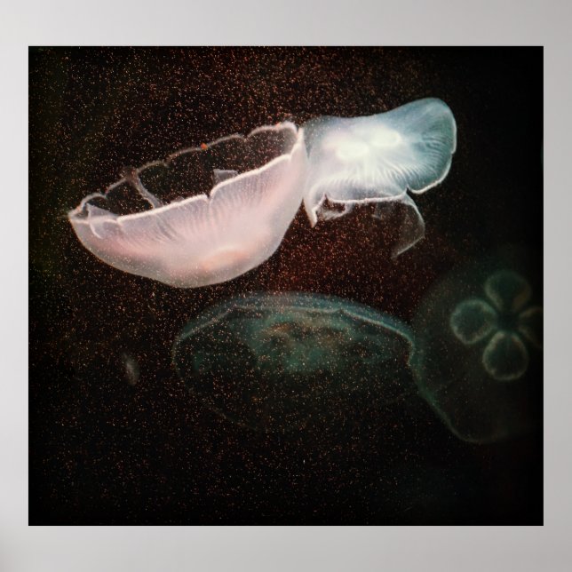 Poster Bela água-viva (Frente)