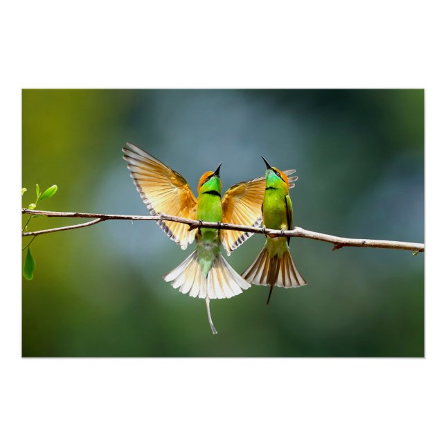 Pôster Bela ave Motmot no Branch (Frente)