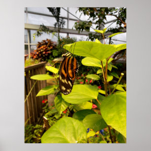 Poster Bela Borboleta