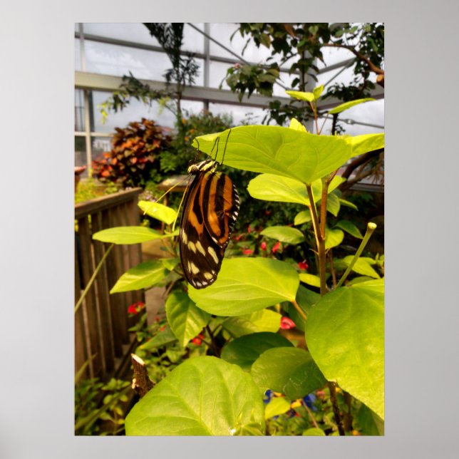 Poster Bela Borboleta (Frente)
