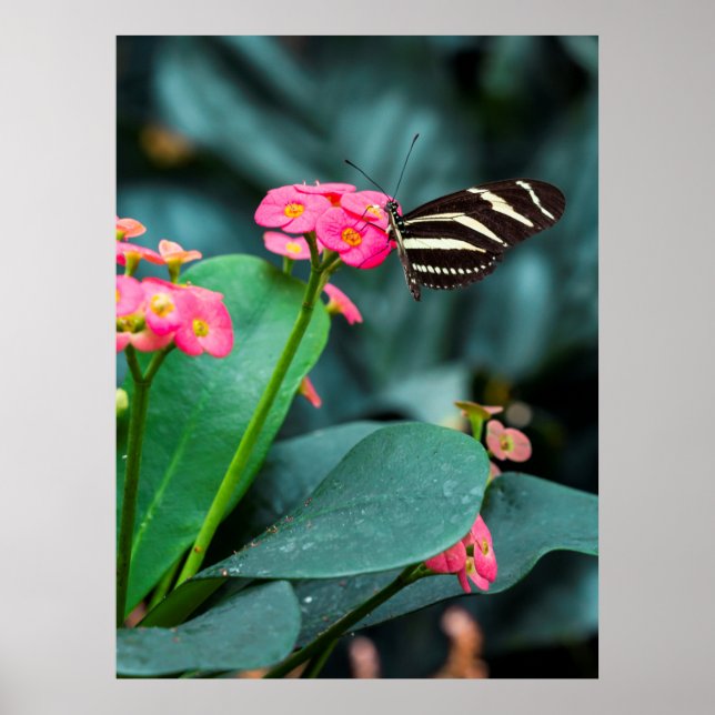 Poster Bela borboleta em uma flor rosa (Frente)