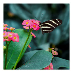 Pôster Bela borboleta em uma flor rosa