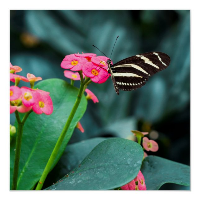 Pôster Bela borboleta em uma flor rosa (Frente)