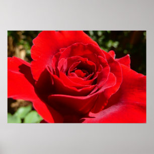 Pôster Bela Flor Rosa Vermelha Brilhante