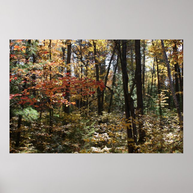 Pôster Bela Floresta Profunda (Frente)