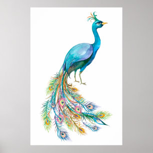Poster Bela ilustração de pavão azul em aquarela