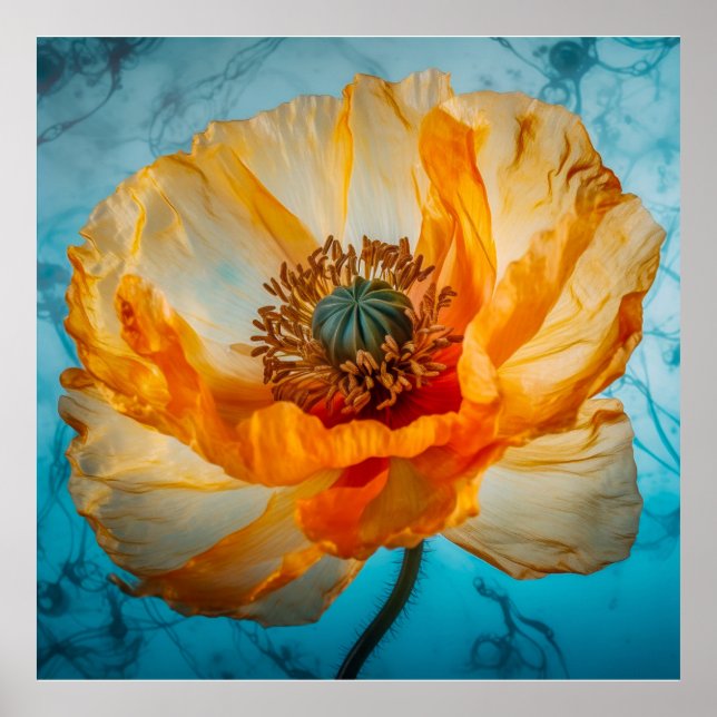 Poster Bela Laranja (Frente)