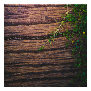 Pôster bela madeira velha