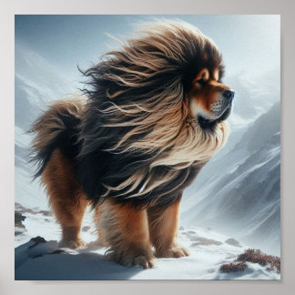 Poster bela Mastiff Tibetano