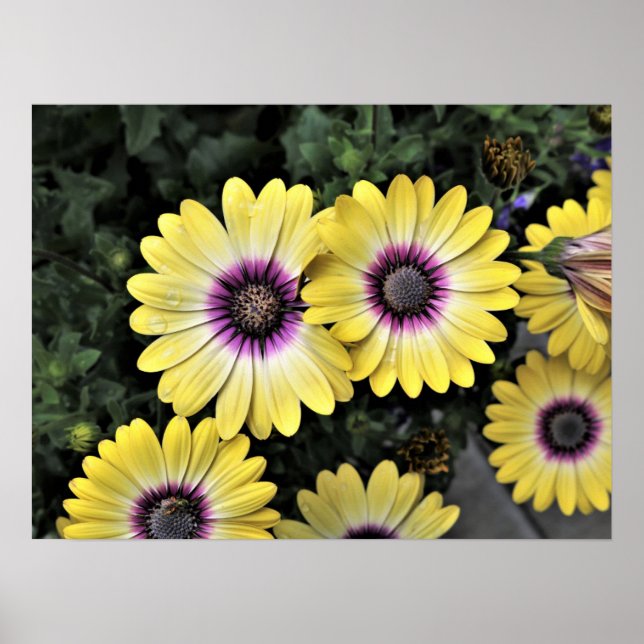 Poster Bela Olhada Azul Margarida Africana Osteospermum P (Frente)