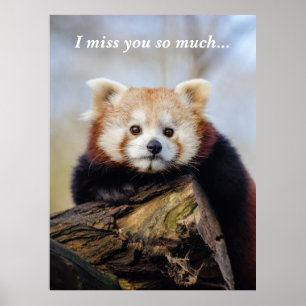 Poster Bela Panda Vermelha Sente Tanta Falta De Você