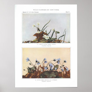 Pôster Bela Primavera de folhas estreitas - Claytonia vir