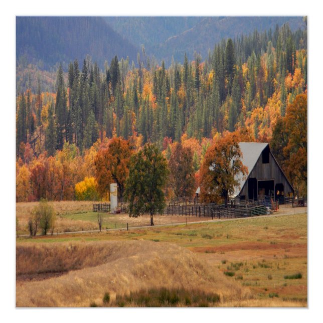 Pôster Bela queda em Hayfork, Califórnia... (Frente)