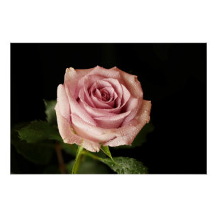 Pôster bela rosa rosa