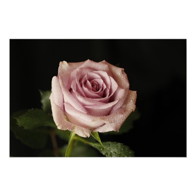 Pôster bela rosa rosa (Frente)