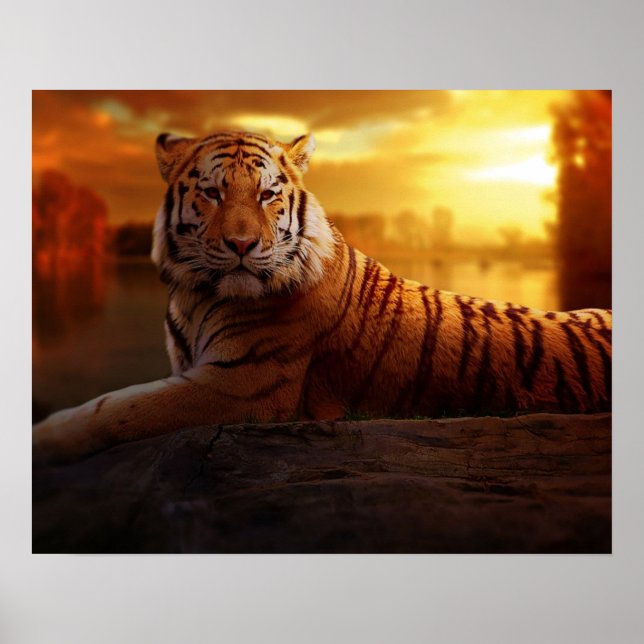 Poster Bela Tigre (Frente)